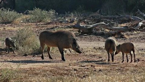Warthogs Greetings Each Other _(clip-018) Stock Footage 149306064