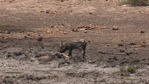 Warthogs having a mud bath Video stock 84645109