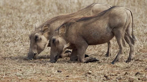 Warthogs kneeling to eat Stock Footage 248156186