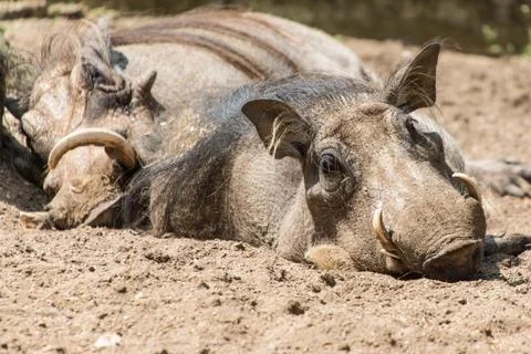 Warthogs lazing about Stock Photos