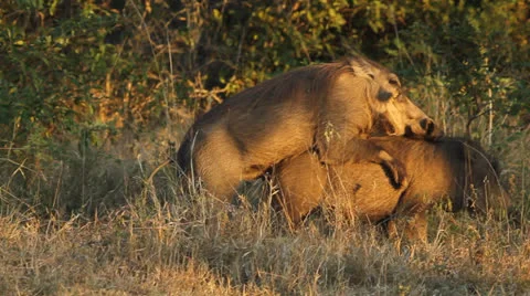 Warthogs mating Stock Footage 23822151
