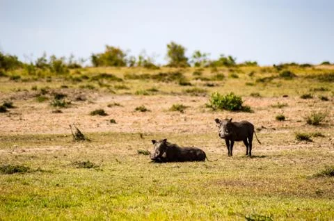 Warthogs motionless in the savannah Stock Photos