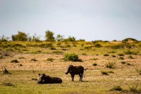 Warthogs motionless in the savannah Stock Photos