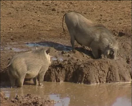Warthogs at a  muddy  waterhole Stock Footage 11629193