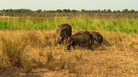 Warthogs at Murchison Falls National Park, Uganda Stock Footage 311648098