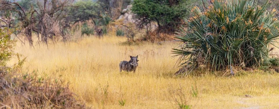 Warthogs in the Okavango Delta, Botswana Stock Photos