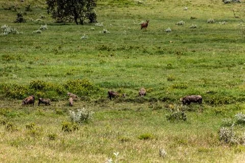 Warthogs (Phacochoerus africanus) in the Hell's Gate National Park, Kenya. Stock Photos