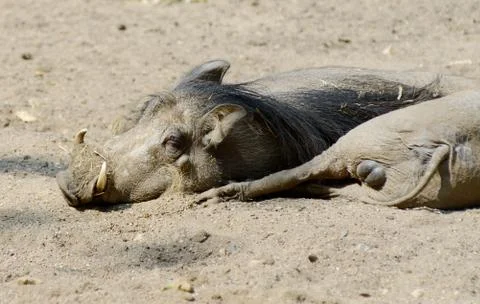 Warthogs Stock Photos