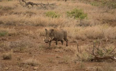 Warthogs Stock Photos