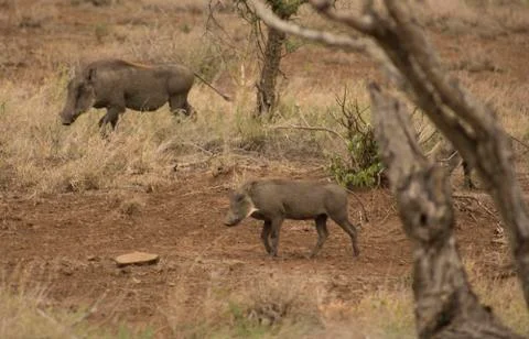 Warthogs Stock Photos
