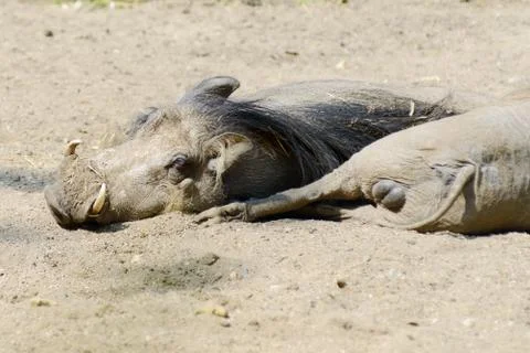Warthogs resting Stock Photos
