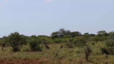 WARTHOGS RUNNING IN THE GRASSLAND SAVANNAH Stock Footage 314973214