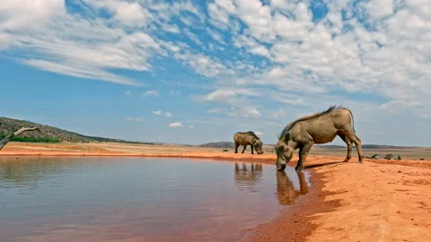 Warthogs startled at waterhole, fleeing in panic with mud splattering camera Stock Footage 293440770