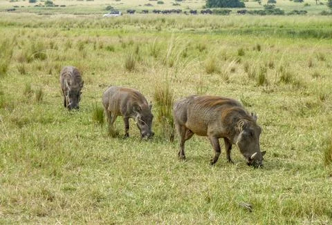 Warthogs in Uganda Stock Photos