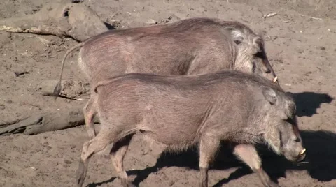 Warthogs walking close-up Stock Footage 2141172