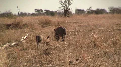 Warthogs walking Stock Footage 8623526