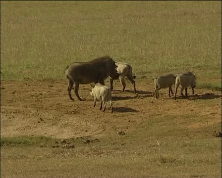 Warthogs walking to the lake and in the in lake Stock Footage 11618779