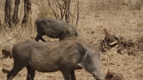 Warthogs walking in slow motion in Kruger National Park, side tracking wildlife Vidéo 333519735