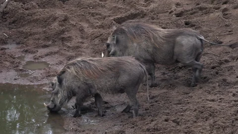 Warthogs walking to a waterhole Stock Footage 248220536