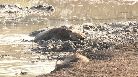Warthogs wallowing in mud Video stock 84293282