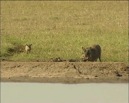 Warthogs at a waterhole . Stock Footage 11624700