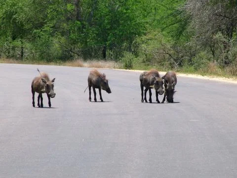 Warthogs in the wild Stock Photos