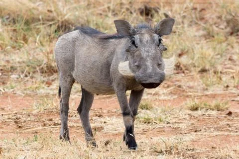 Warthot Stock Photos