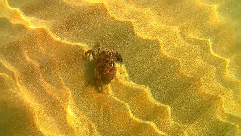 Warty crab Stock Footage 96381811