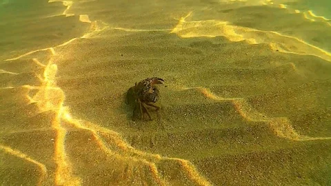 Warty crab Stock Footage 96382145