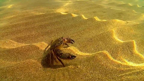 Warty crab Stock Footage 96382649
