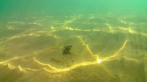 Warty crab Stock Footage 96382925