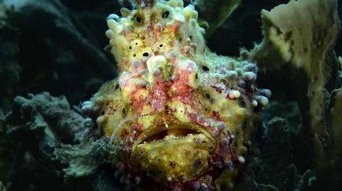 Warty Frogfish Angling close up Stock Footage 59764165