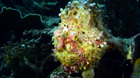 Warty Frogfish Angling-frontal Stock Footage 59765232