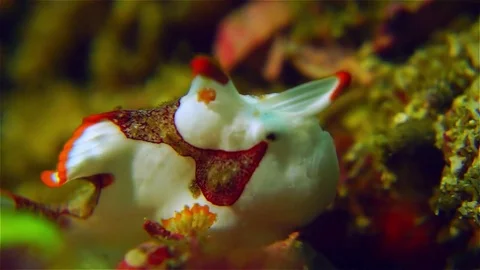 Warty Frogfish Antennarius maculatus 스톡 동영상 74911207