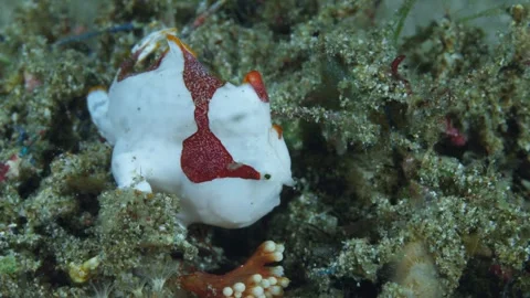 A Warty Frogfish (Antennarius maculatus) using lure, side shot 60fps 12 of 12 Vídeo Stock 339843700