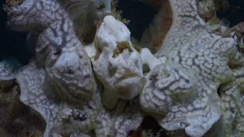 A Warty Frogfish (Antennarius maculatus) using it's lure while sitting in a 스톡 동영상 339843917