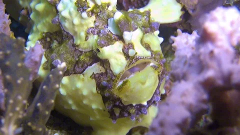 Warty frogfish Stock Footage 127675204