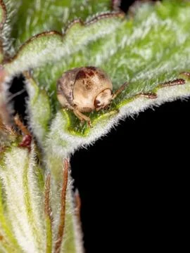Warty Leaf Beetle Stock Photos