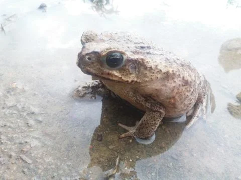 Warty toad in pond Stock Photos
