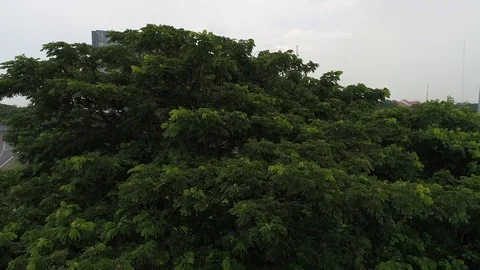 Waru Highway Stock Footage 119678563