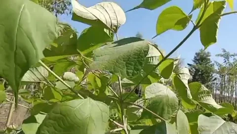 Waru leaves with a unique heart shape. Video stock 339203014