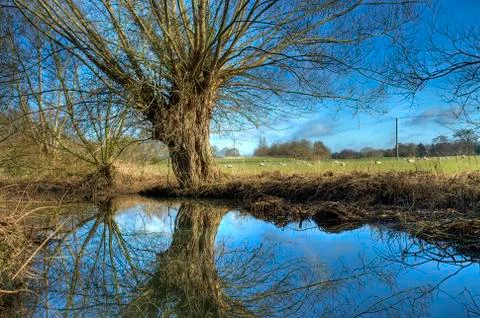 Warwickshire willow Stock Photos
