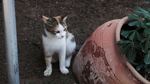 Wary alert kitten sitting in a yard outside the house near a big brown planter Stock Footage 149377945