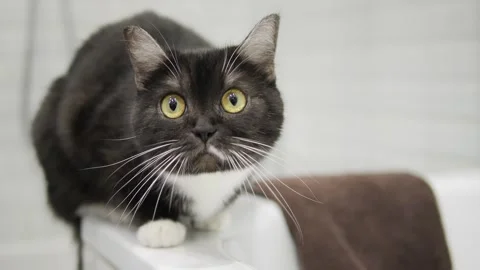 Wary black cat observes something in room. Cats cautious gaze intensifies Stock Footage 271705014