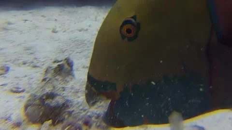 Wary fish explores sandy bottom in the depths of the Red Sea Stock Footage 312280746