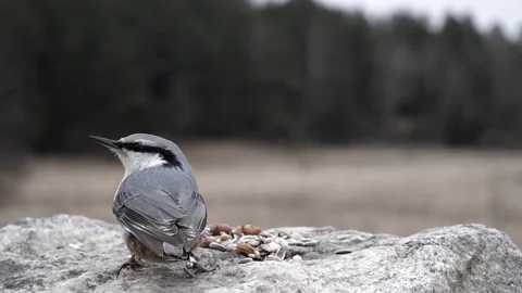 Wary little bird changes its mind and doesn't take any food. Video stock 172263700