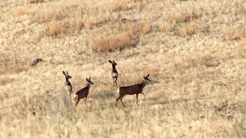 Family Of Deer Stock Footage ~ Royalty Free Stock Videos | Pond5