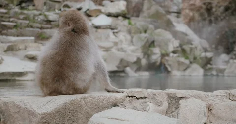Wary snow monkey sitting and scratching next to an onsen - hot spring 库存影片 108216684