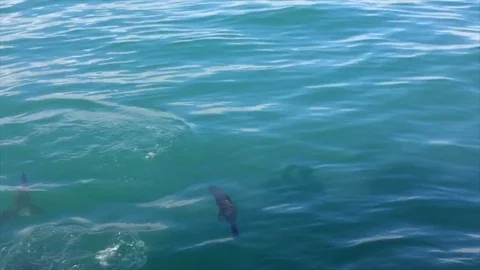 That was close! Seal narrowly escapes great white shark jaws Stock Footage