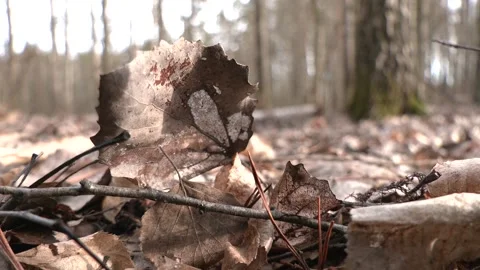 This was seen in the fall season while hiking in a wooded forest. 스톡 동영상 126748056